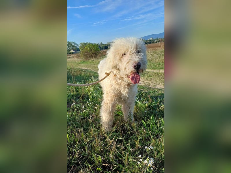 Csongor- Wo darf ich das sein, was ich bin?  Ein Bewacher und Beschützer