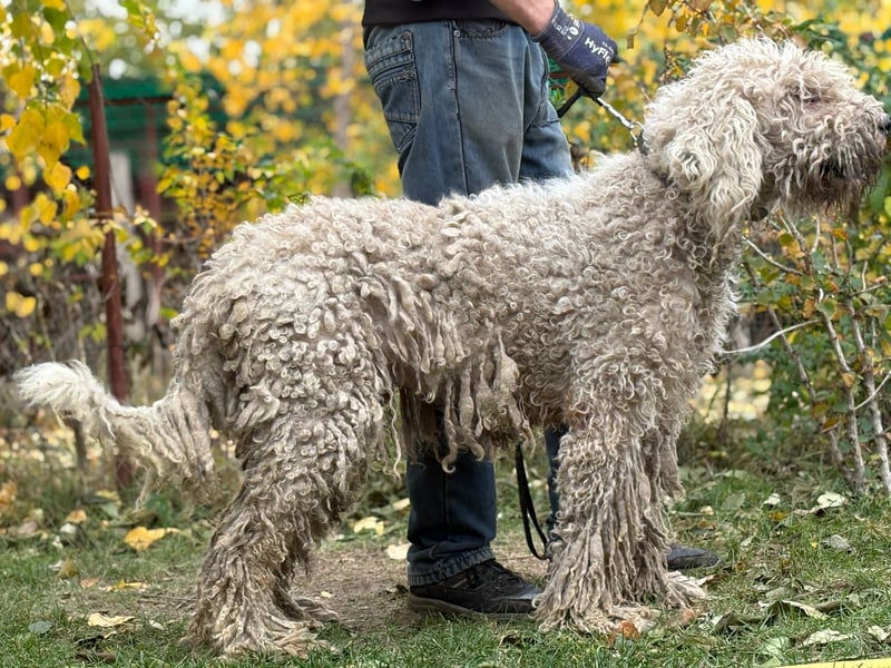 Zeya - wunderschöne Hundedame sucht erfahrene Leute!