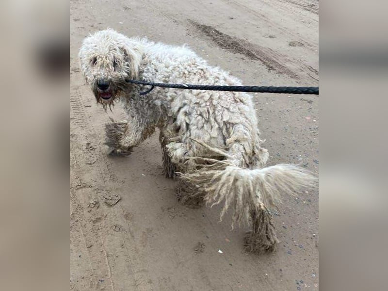 Zeya - wunderschöne Hundedame sucht erfahrene Leute!