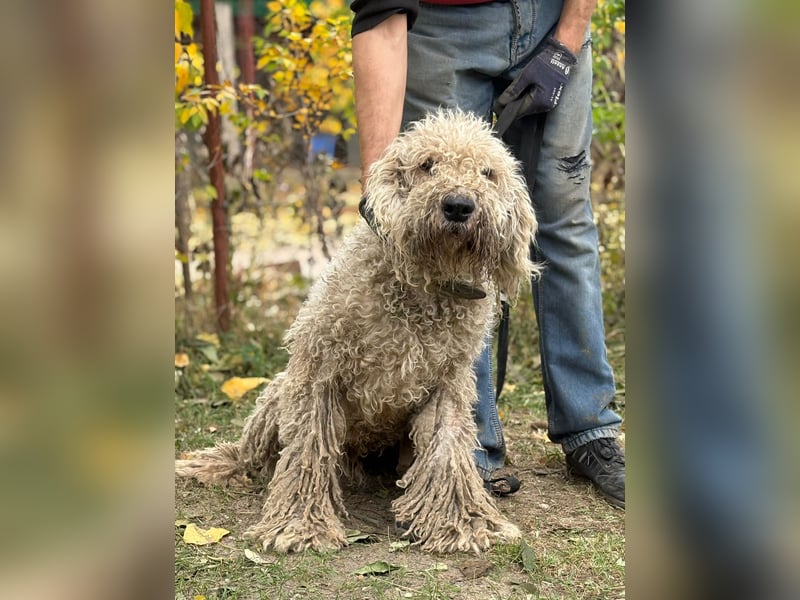 Zeya - wunderschöne Hundedame sucht erfahrene Leute!