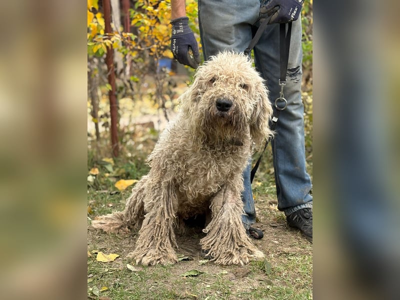 Zeya - wunderschöne Hundedame sucht erfahrene Leute!