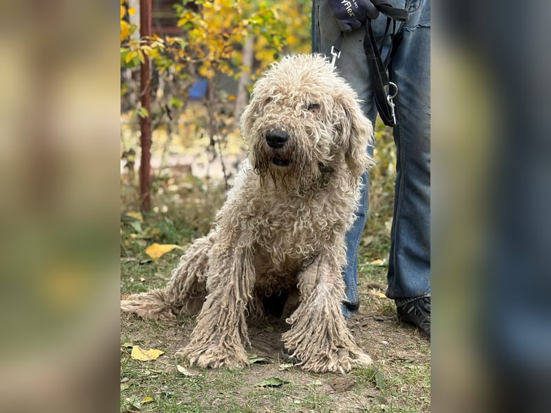 Zeya - wunderschöne Hundedame sucht erfahrene Leute!