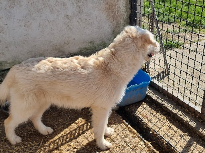 RESERVIERT! Boglarka - freundlich, interessiert und sanft