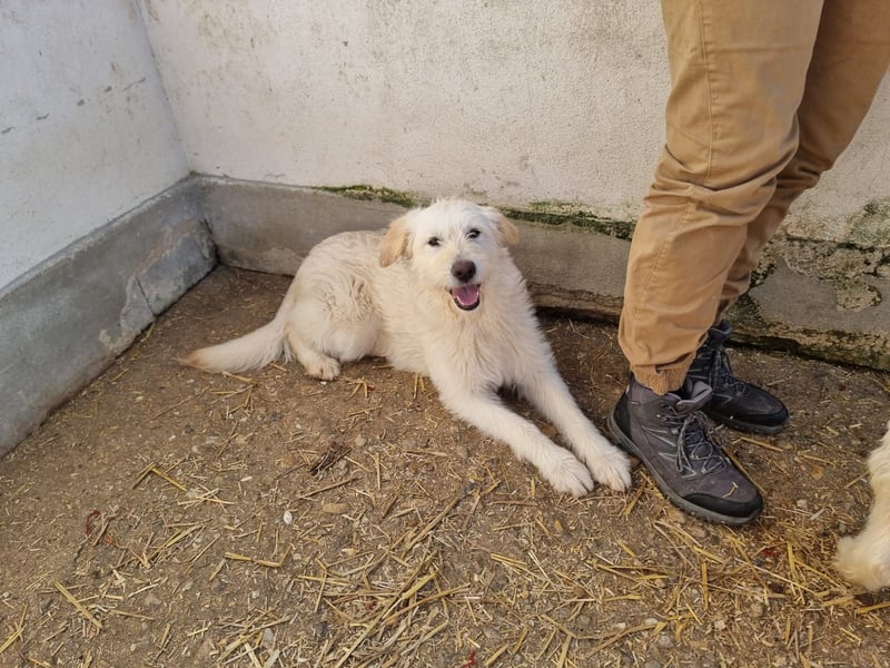 RESERVIERT! Boglarka - freundlich, interessiert und sanft