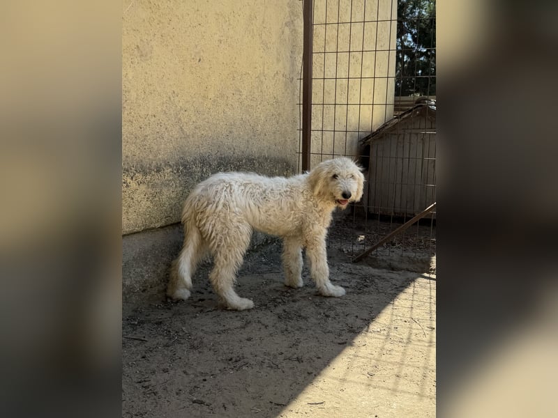 Becci - Hundedame sucht souveränes Zuhause