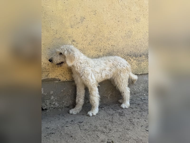 Becci - Hundedame sucht souveränes Zuhause