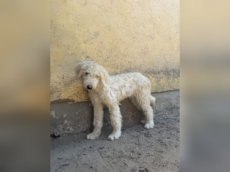 Becci - Hundedame sucht souveränes Zuhause