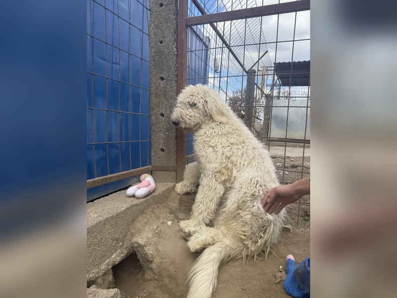 Becci möchte endlich ein eigenes Zuhause haben