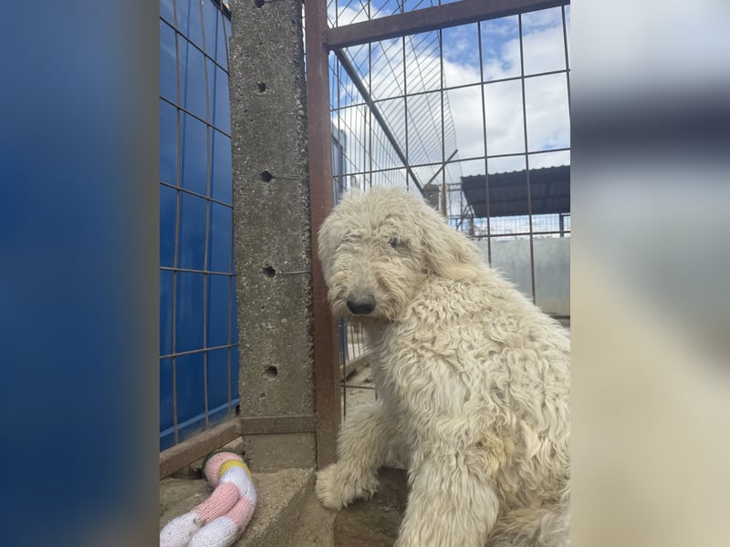 Becci - Hundedame sucht souveränes Zuhause