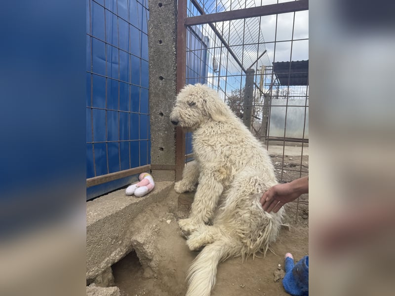Becci - Hundedame sucht souveränes Zuhause