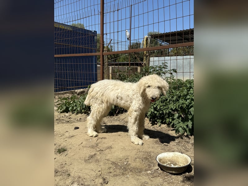 Becci - Hundedame sucht souveränes Zuhause