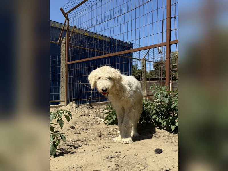 Becci - Hundedame sucht souveränes Zuhause