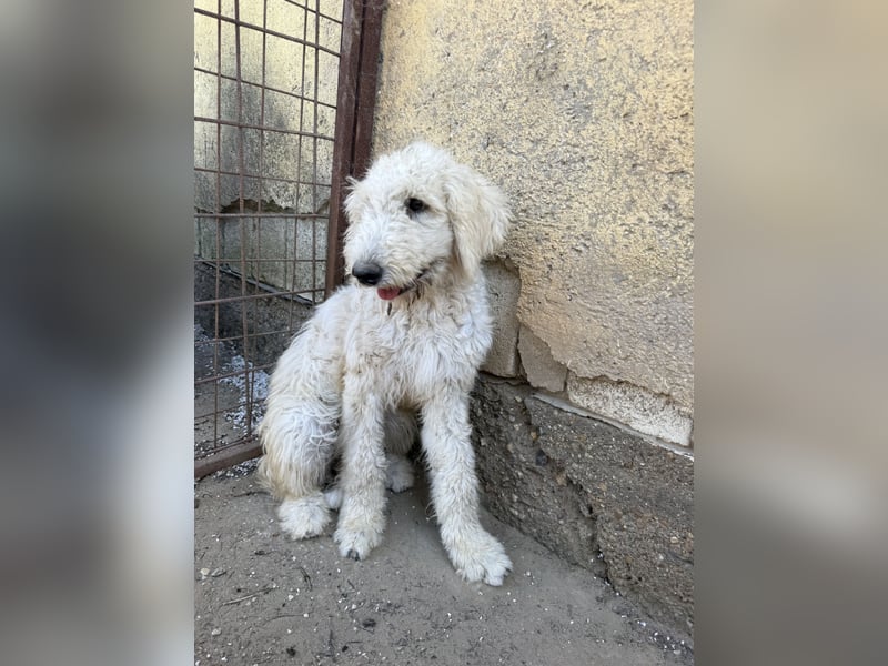 Becci - Hundedame sucht souveränes Zuhause