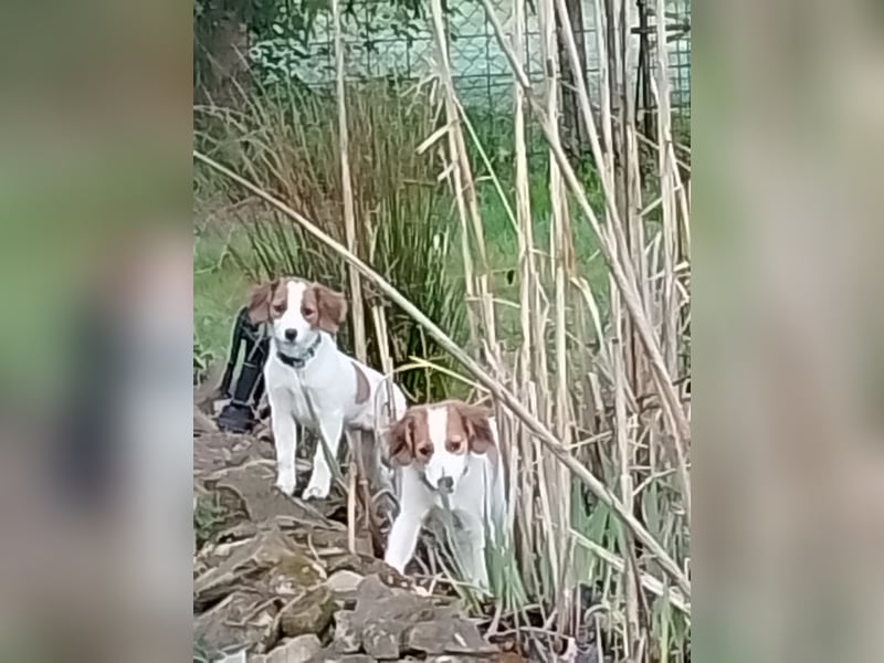 Kooikerhondje