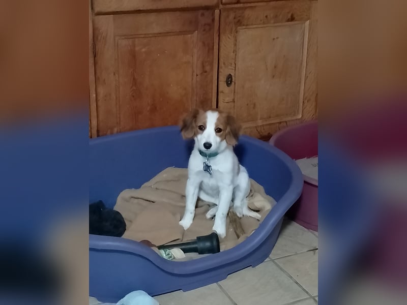 Kooikerhondje
