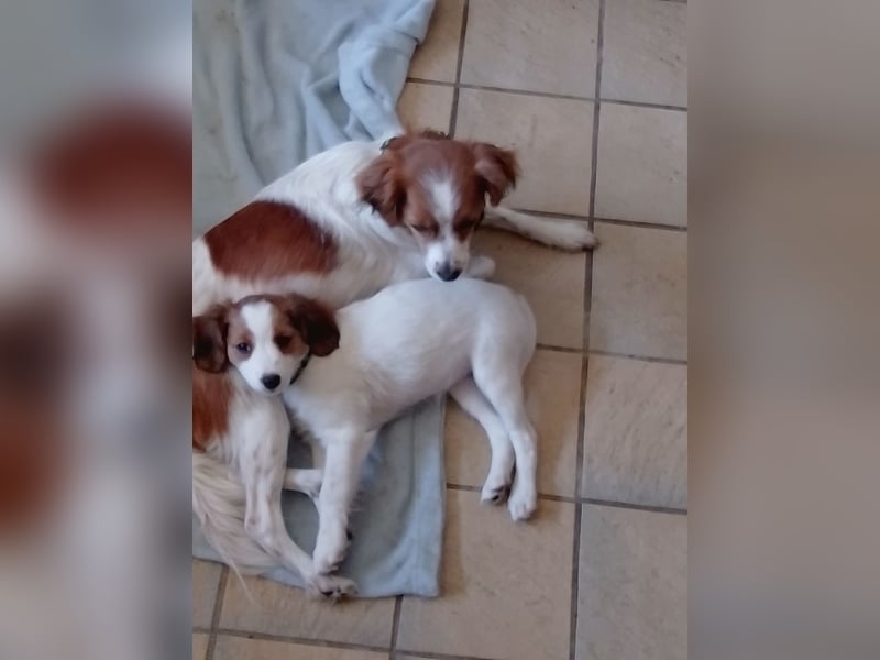 Kooikerhondje