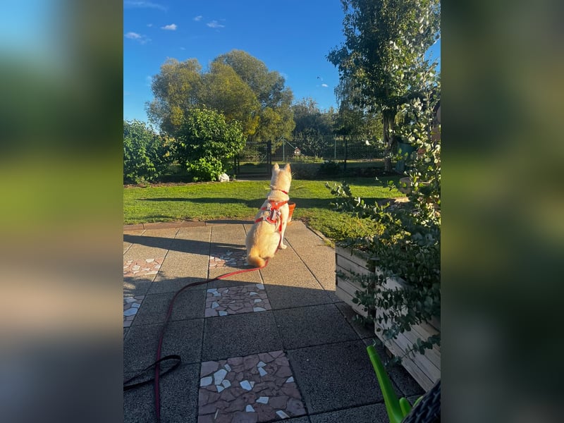 Henry, lieber weißer Rüde wartet auf Körbchen, ist in Deutschland