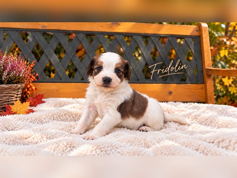 Kooikerhondje Welpen Nederlandse Kooikerhondje