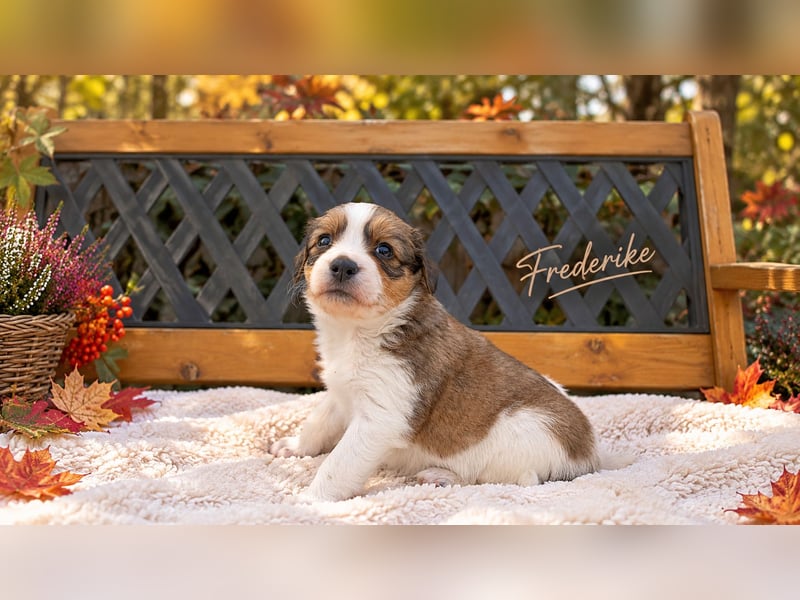 Kooikerhondje Welpen Nederlandse Kooikerhondje