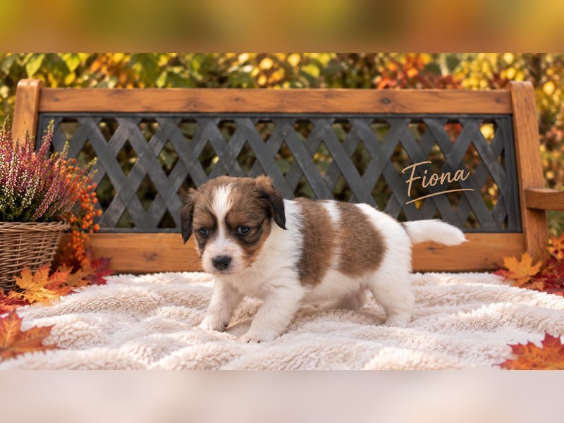 Kooikerhondje Welpen Nederlandse Kooikerhondje