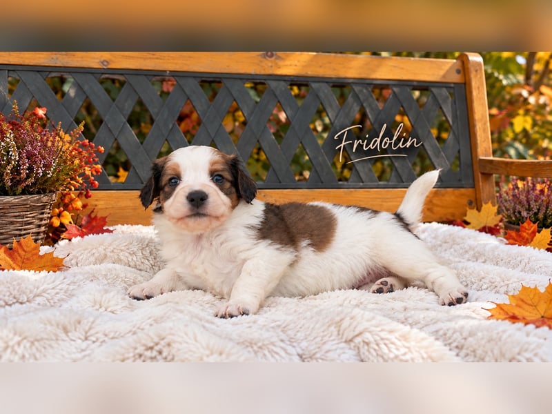 Kooikerhondje Welpen Nederlandse Kooikerhondje