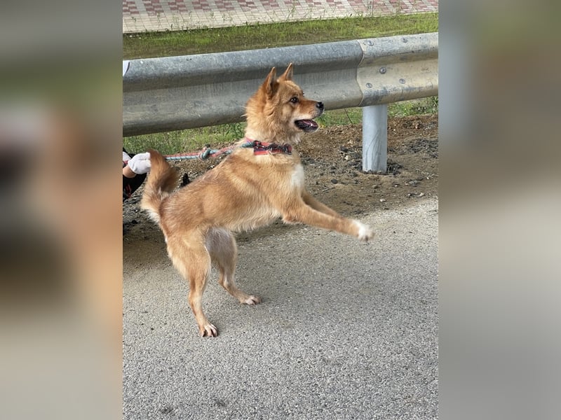Grey, freundliche und soziale Hündin ca.6J. 15kg sucht ein zu Hause