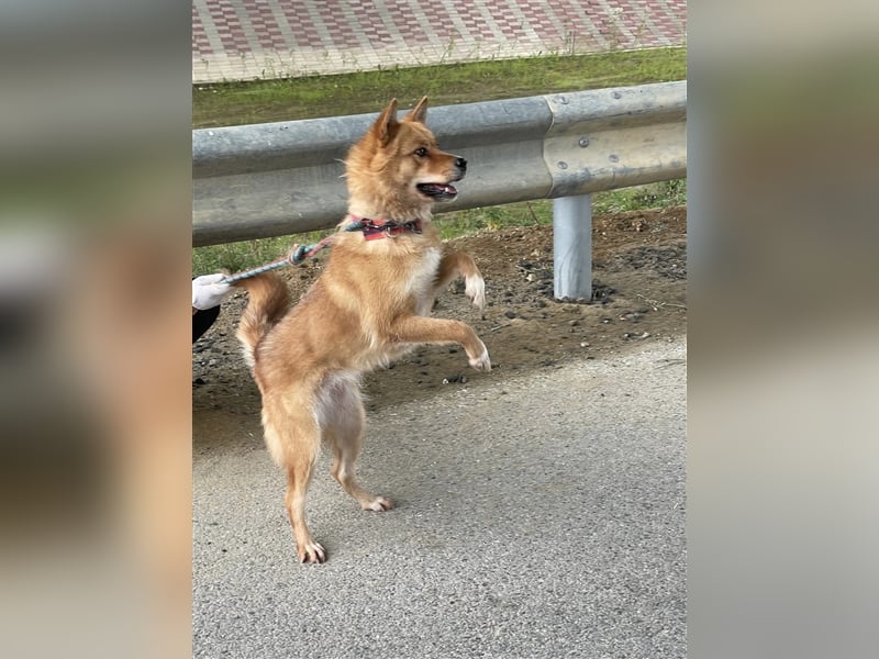 Grey, freundliche und soziale Hündin ca.6J. 15kg sucht ein zu Hause