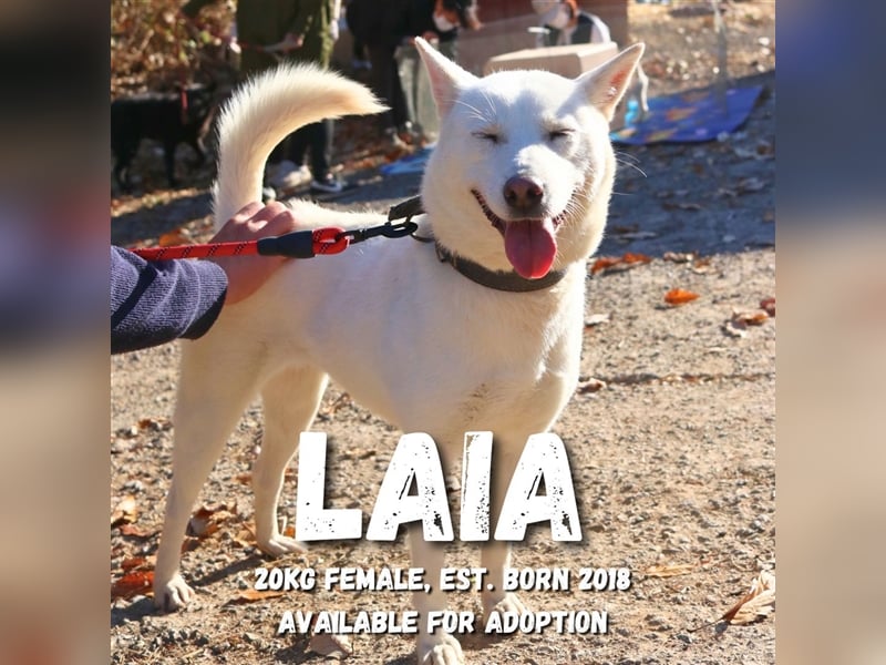 Laia ,sanfte ,wohlerzogene Mischlingsdame,ca.6 Jahre, etwa 20 kg