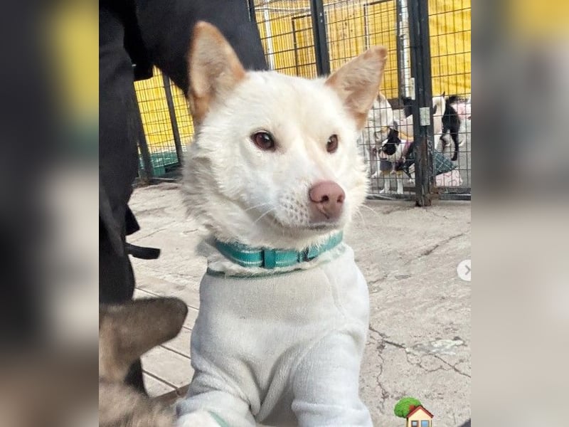 freundliche weiße kleinere Hundedame geb.22, 15,3 kg möchte Deine Begleiterin werden