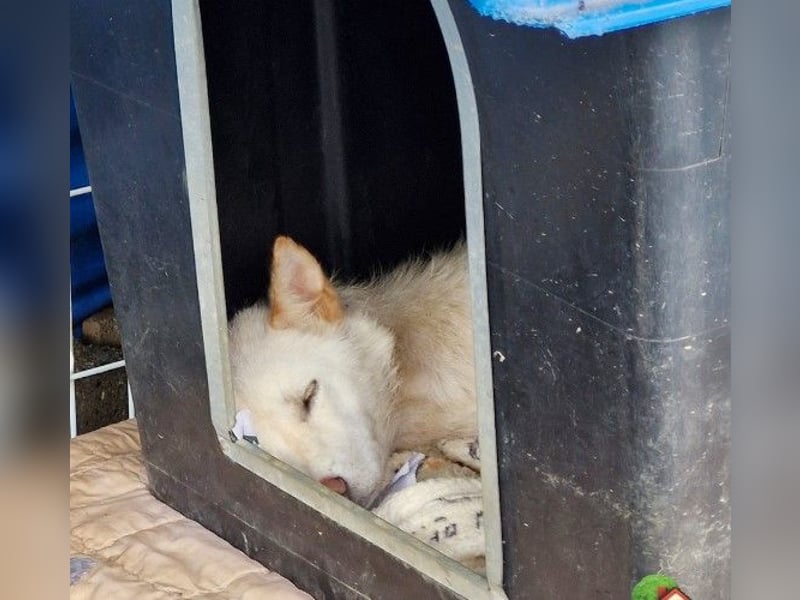 freundliche weiße kleinere Hundedame geb.22, 15,3 kg möchte Deine Begleiterin werden