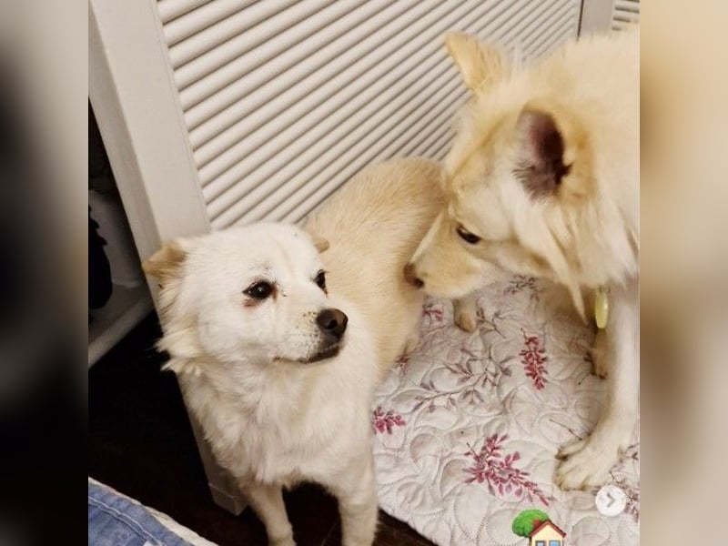 Jenna liebe schüchterne Hündin die im Tierheim so sehr leidet sucht Körbchen
