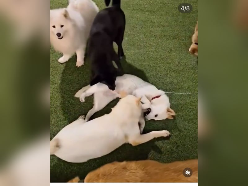 Buddy sanfte Seele sucht Familie fürs Leben