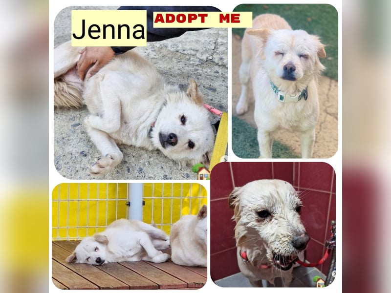 Jenna liebe schüchterne Hündin die im Tierheim so sehr leidet sucht Körbchen