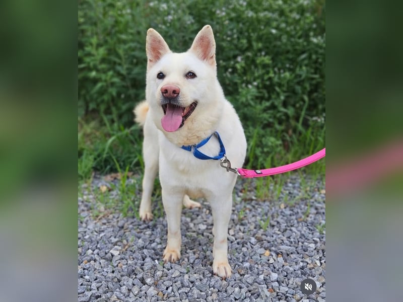 Buddy sanfte Seele sucht Familie fürs Leben