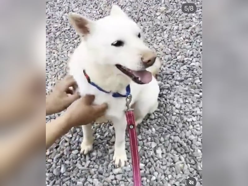Buddy sanfte Seele sucht Familie fürs Leben