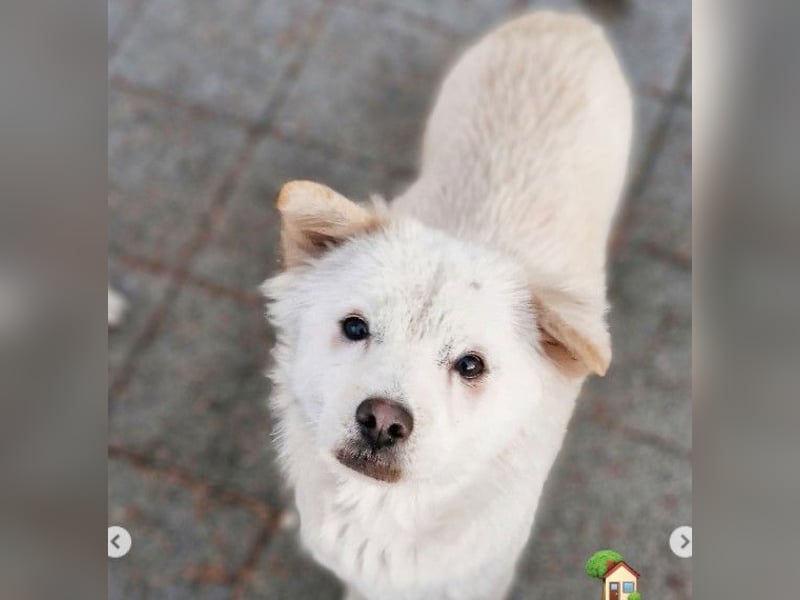Jenna liebe schüchterne Hündin die im Tierheim so sehr leidet sucht Körbchen