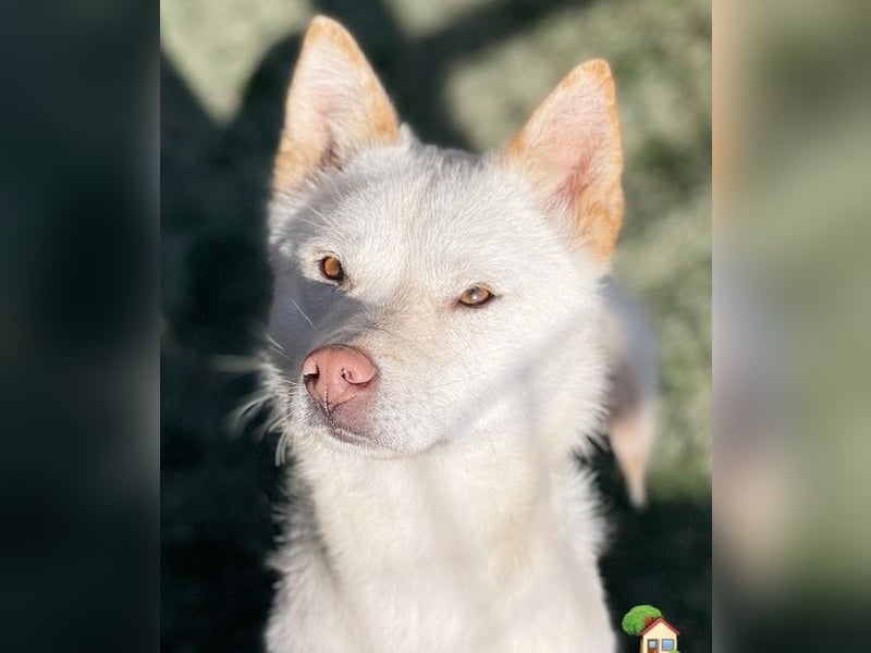 freundliche weiße kleinere Hundedame geb.22, 15,3 kg möchte Deine Begleiterin werden