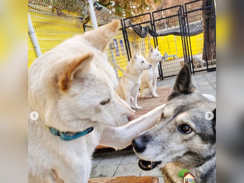 freundliche weiße kleinere Hundedame geb.22, 15,3 kg möchte Deine Begleiterin werden