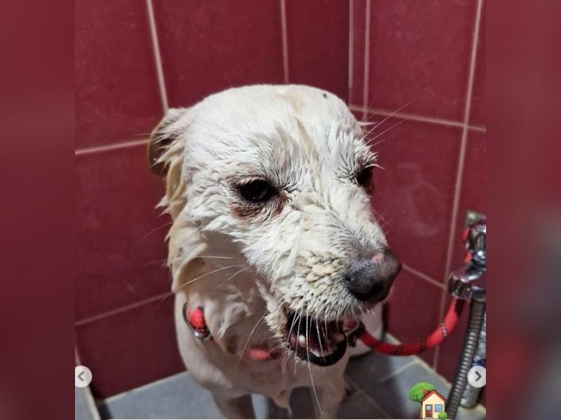 Jenna liebe schüchterne Hündin die im Tierheim so sehr leidet sucht Körbchen