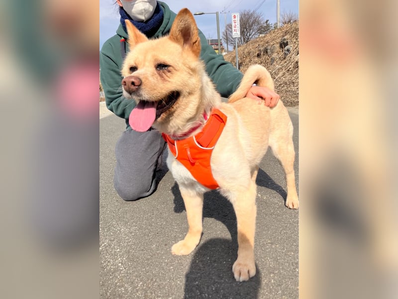 Puchi, tapferer Hundemann