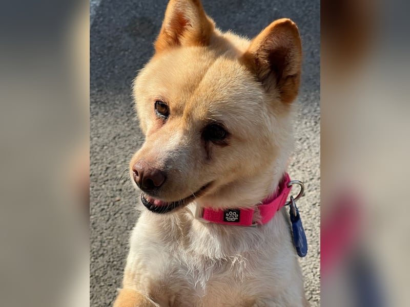 Puchi, tapferer Hundemann