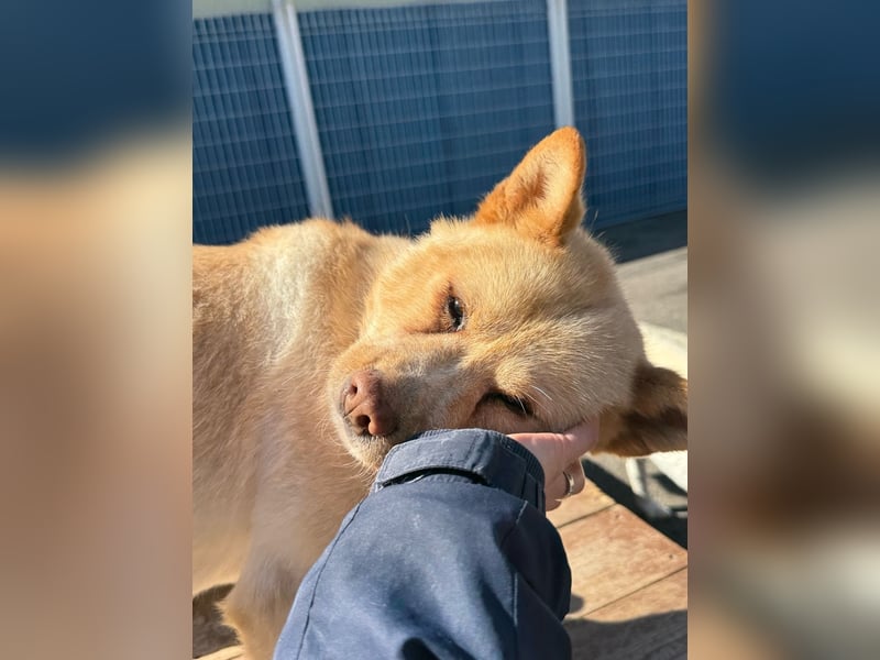 Puchi, tapferer Hundemann