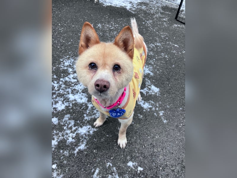 Puchi, tapferer Hundemann