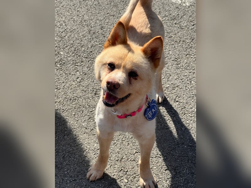 Puchi, tapferer Hundemann