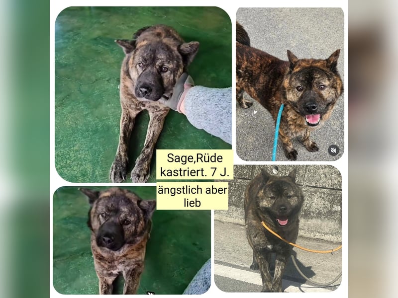 Sage die sanfte Seele