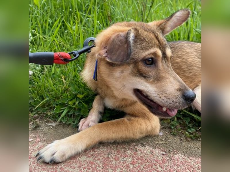 Reeces, etwas schüchtern, aber sehr lieb