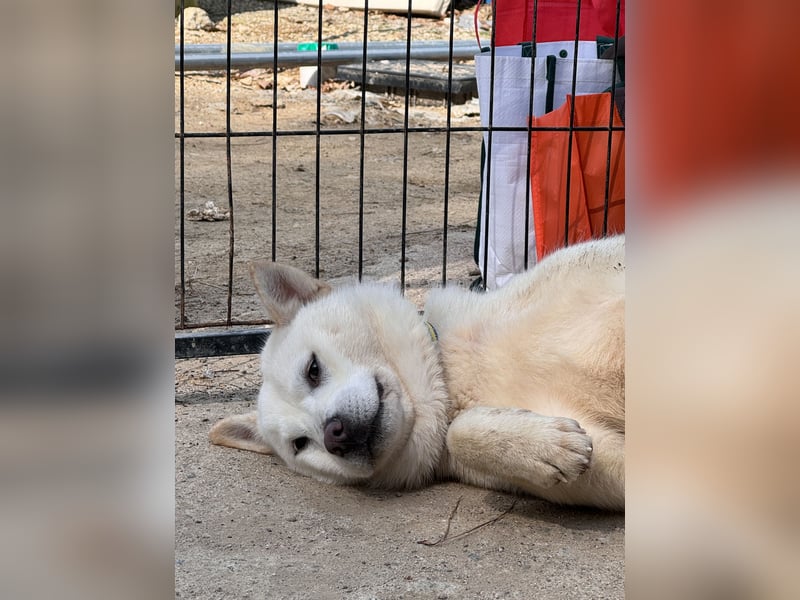 Ella, sanfte Jindo-Mix Hündin sucht geduldige Menschen
