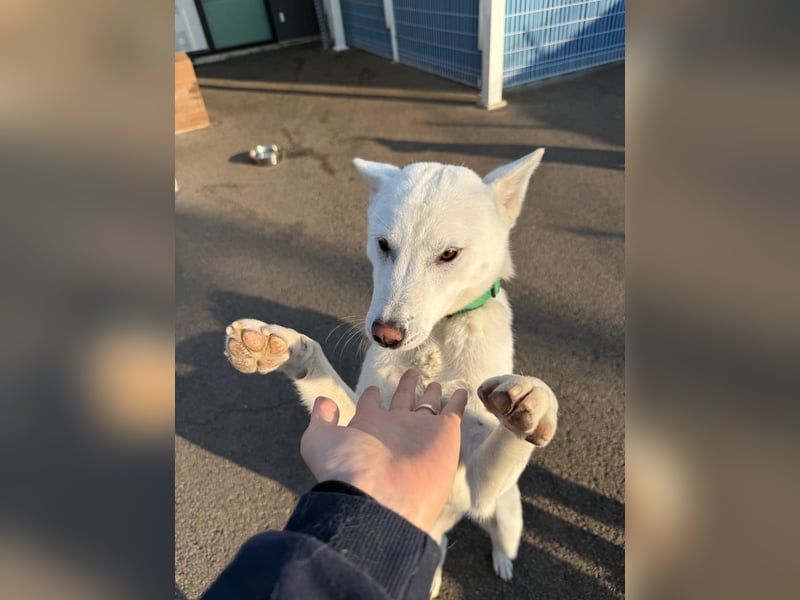 Cheong-A, kleine Überlebenskünstlerin