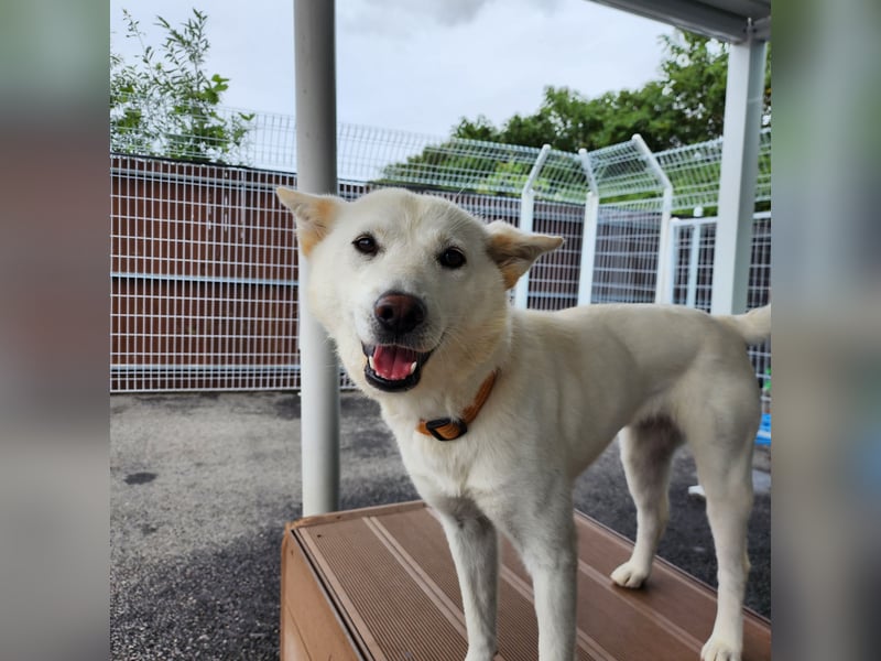 Zenne, ein Wirbelwind