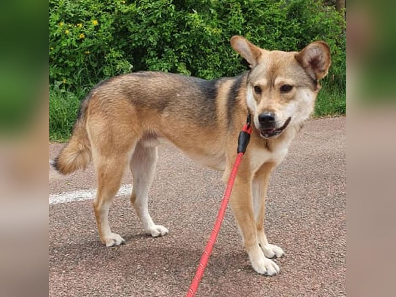 Reeces, etwas schüchtern, aber sehr lieb